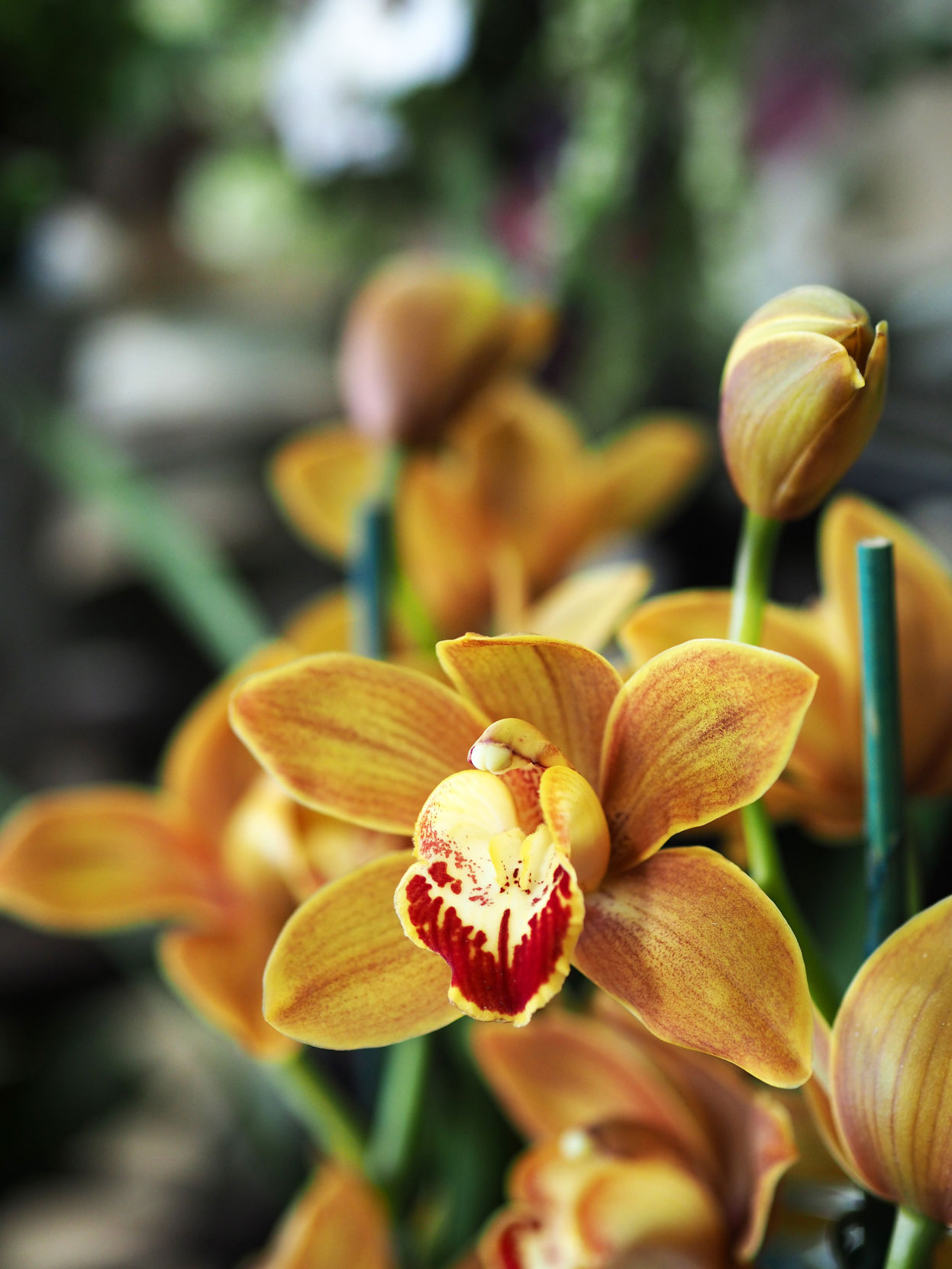 Cymbidium - mustard yellow.JPG